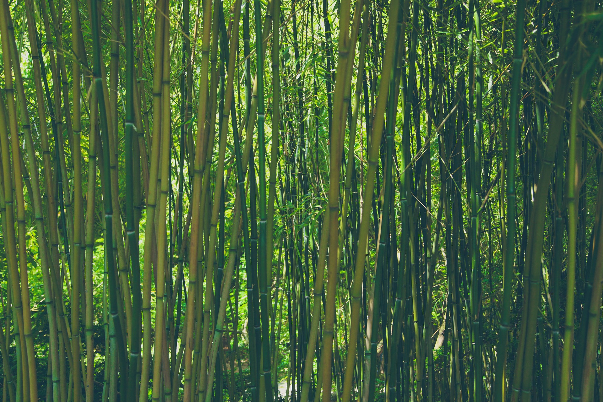 bamboo-828703_1920